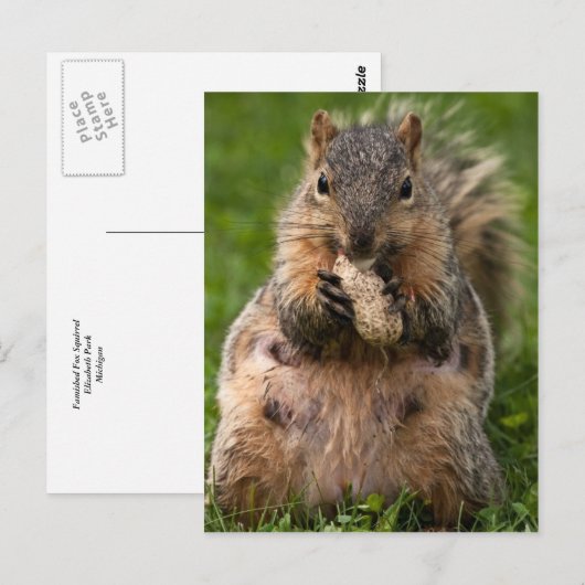 飢えたキツネリス ポストカード (正面/裏面)