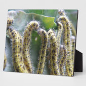 飢えたキャベツホワイトキャタピラープラーク フォトプラーク (側面)