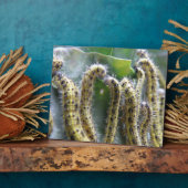 飢えたキャベツホワイトキャタピラープラーク フォトプラーク (側面)