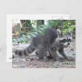 飢えたベビーラクーンポストカード ポストカード (正面/裏面)