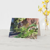 飲みクーガー/フロリダパンサーグリーティングカード カード (黄色い花)