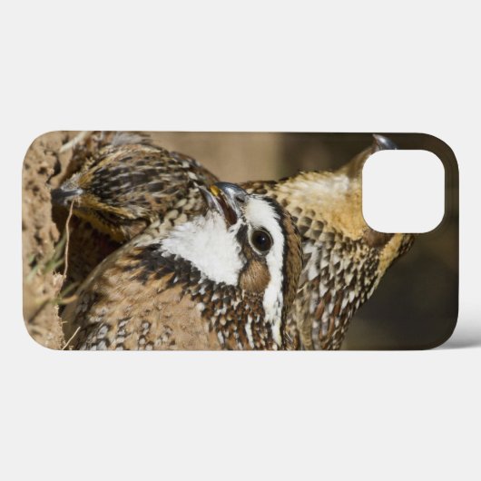 飲み物のための池の北のコリンウズラのベビー Case-Mate iPhoneケース (裏面 (横))