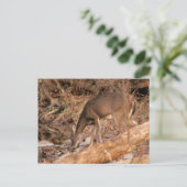 飲む雌ジカ ポストカード (スタンド正面)