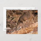 飲む雌ジカ ポストカード (正面/裏面)