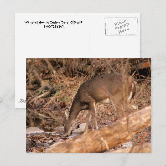 飲む雌ジカ ポストカード (正面/裏面)