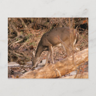 飲む雌ジカ ポストカード