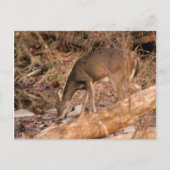 飲む雌ジカ ポストカード (正面)