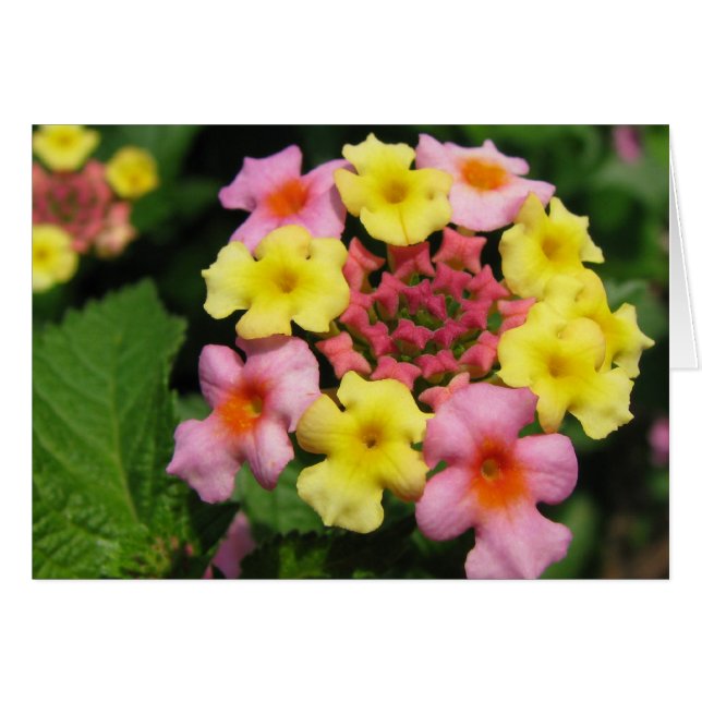 飴を振り掛ける (正面横)