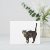 飼い主プロフィール： ポストカード (スタンド正面)