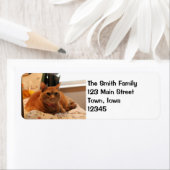 飼い慣らす猫 ラベル (インサイチュ)