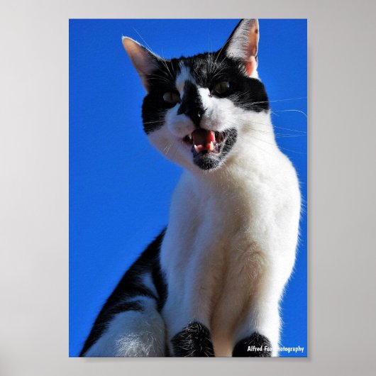 飼い猫の雄叫び ポスター (正面)