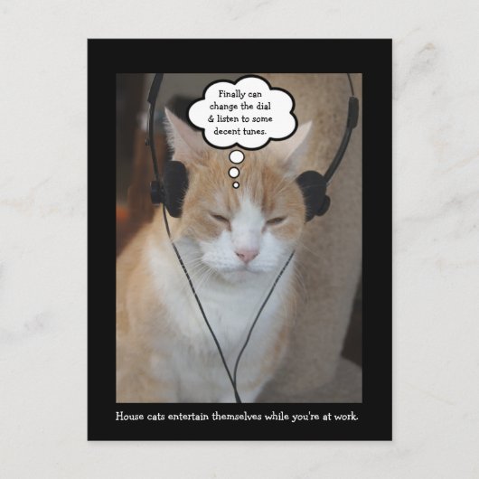 飼い猫は一日中何をするのか。 ポストカード (正面)