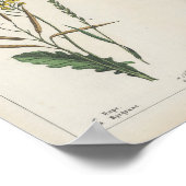 飼料又は野草 | シャーロッテメアリーヨンゲ ポスター (角)