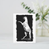 飼育アンダルジャンスタリオン ポストカード (スタンド正面)