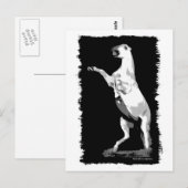 飼育アンダルジャンスタリオン ポストカード (正面/裏面)