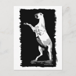 飼育アンダルジャンスタリオン ポストカード