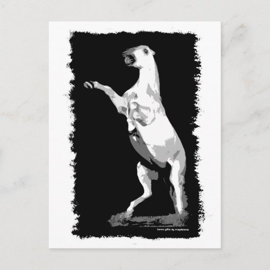 飼育アンダルジャンスタリオン ポストカード (正面)