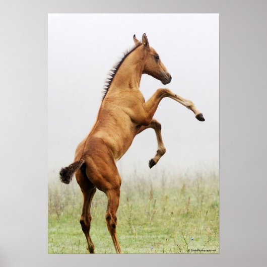 飼育子馬 ポスター (正面)