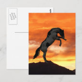 飼育馬はがき ポストカード (正面/裏面)