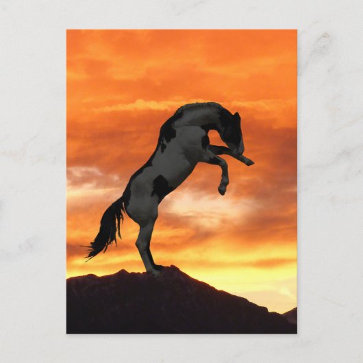 飼育馬はがき ポストカード (正面)