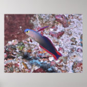 飾魚 ポスター (正面)