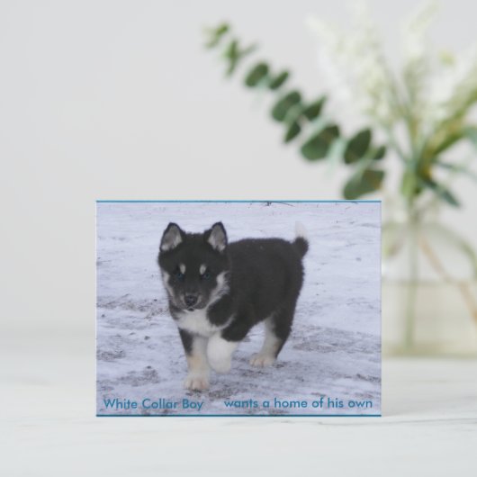 養子に入った犬 ポストカード (スタンド正面)