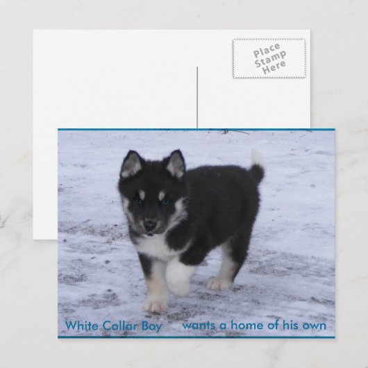 養子に入った犬 ポストカード (正面/裏面)