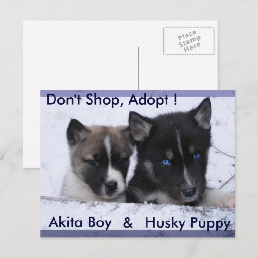 養子に入った犬 ポストカード (正面/裏面)