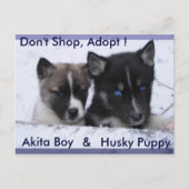 養子に入った犬 ポストカード (正面)