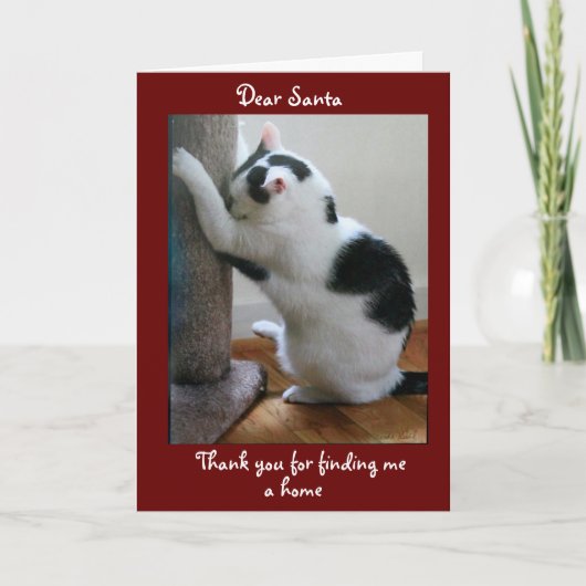 養子猫のクリスマス カード (正面)