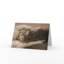 養子縁組おめでとう