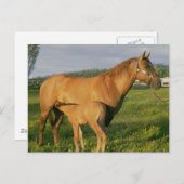 養鶏場 ポストカード (正面/裏面)