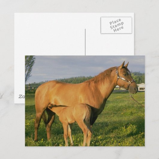 養鶏場 ポストカード (正面/裏面)