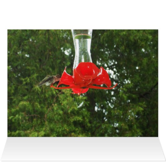 餌場でハミング鳥 (内部横(上))