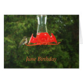 餌場でハミング鳥 (正面横)