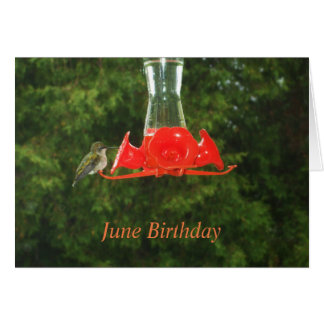 餌場でハミング鳥