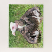 餌食のハゲワシ ジグソーパズル (縦)