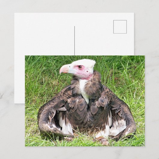 餌食のハゲワシ ポストカード (正面/裏面)