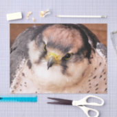 餌食《鳥》ハヤブサ 薄葉紙 (クラフト)