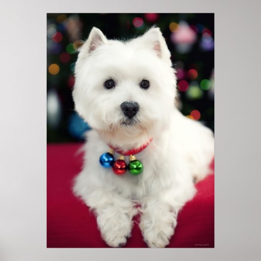 首にクリスマスベルを付けた子犬 ポスター (正面)