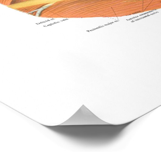 首のチャートの構造の表面的および深い層 ポスター (角)