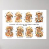 首のチャートの構造の表面的および深い層 ポスター (正面)