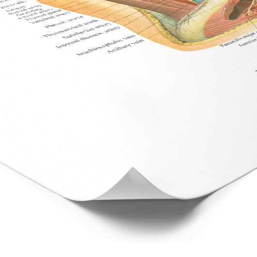 首のチャートの構造の表面的および深い層 ポスター (角)