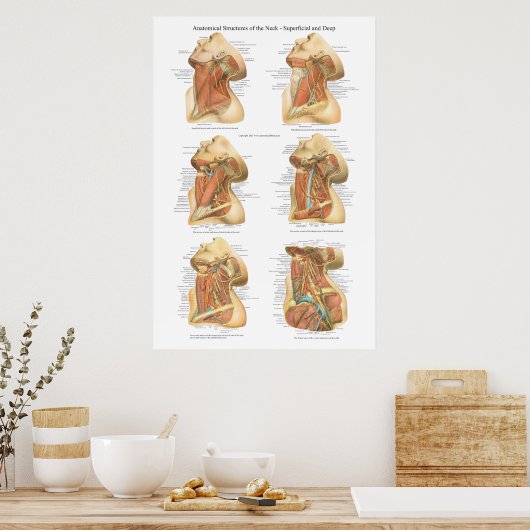 首のチャートの構造の表面的および深い層 ポスター (キッチン)