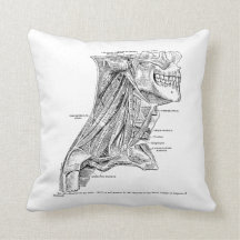 首の人間のヴィンテージの解剖学筋肉