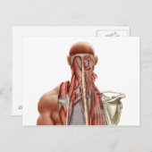 首の深い筋を示す人間の解剖学 ポストカード (正面/裏面)
