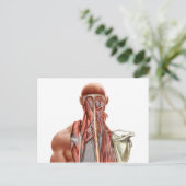 首の深い筋を示す人間の解剖学 ポストカード (スタンド正面)