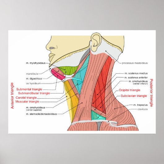 首の筋肉の前三角形と後三角形 ポスター (正面)