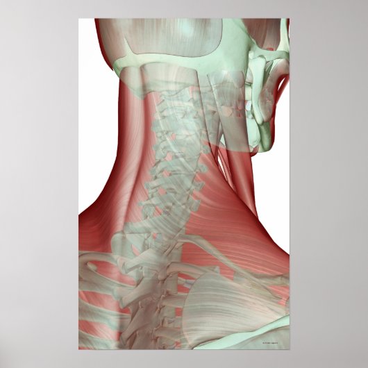 首の筋骨格 ポスター (正面)