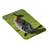 首の赤いワラビーとそのジョーイ マグネット (右側)